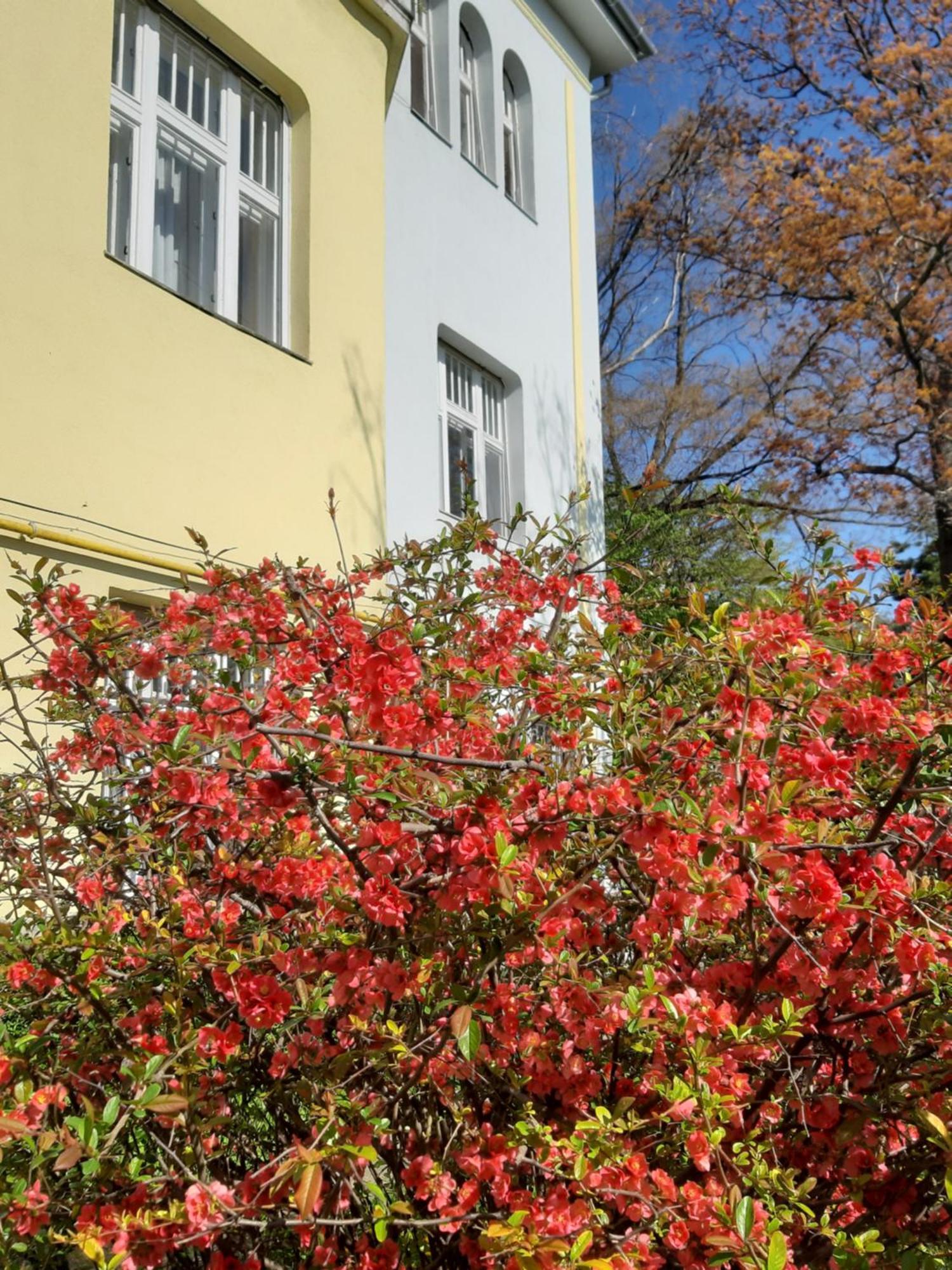 Green Hill Apartment Budapest Ngoại thất bức ảnh